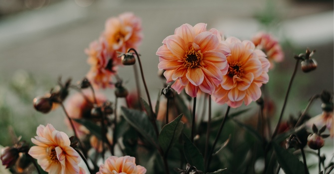 What is complex relational trauma, and how is it different from PTSD? image
